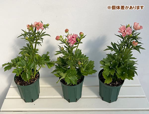 園芸ネット本店｜ラナンキュラス：ラックス ヘレン5号ロングポット