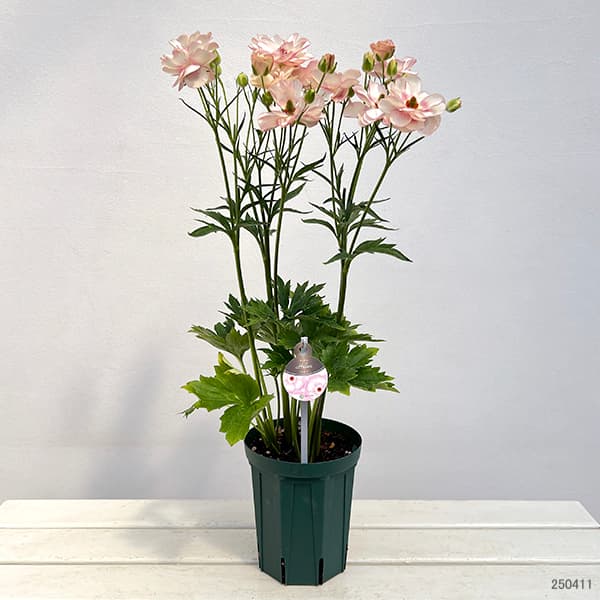 園芸ネット本店｜ラナンキュラス：ラックス ヘレン5号ロングポット