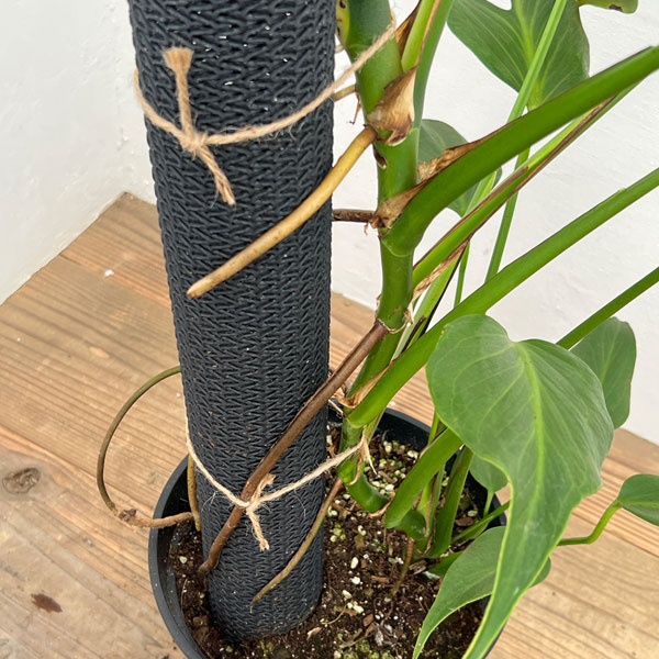 園芸ネット本店｜モンステラ：ディセラータ バールマルクスフレーム 8