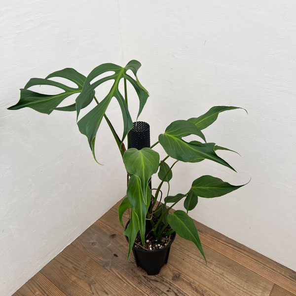 園芸ネット本店｜モンステラ：ディセラータ バールマルクスフレーム 8