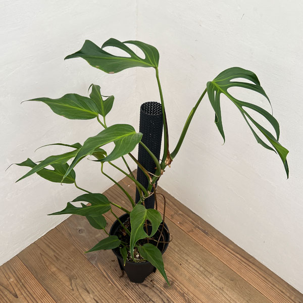 園芸ネット本店｜モンステラ：ディセラータ バールマルクスフレーム 8