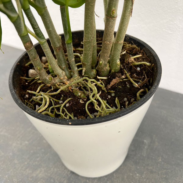 園芸ネット本店｜アグラオネマ：ピクタム 5号鉢植え の通販【公式】