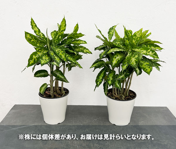 園芸ネット本店｜アグラオネマ：ピクタム 5号鉢植え の通販【公式】