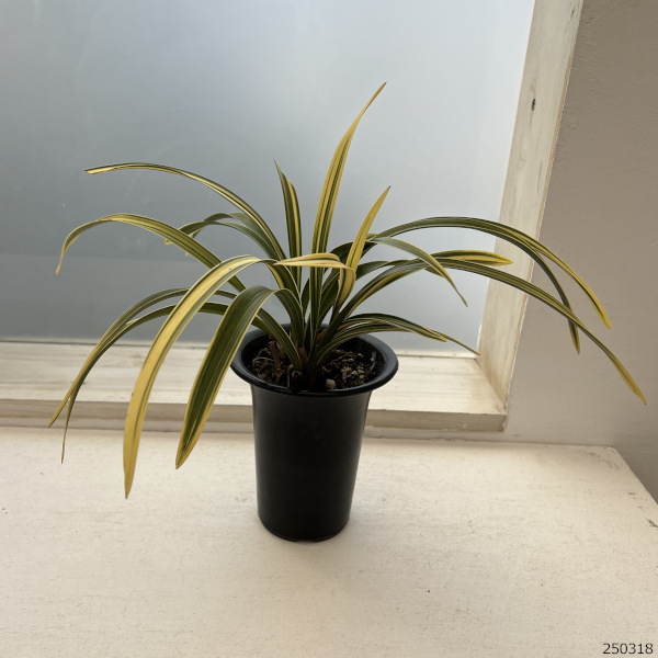 園芸ネット本店｜シンビジューム：金稜辺（キンリョウヘン）千代田錦