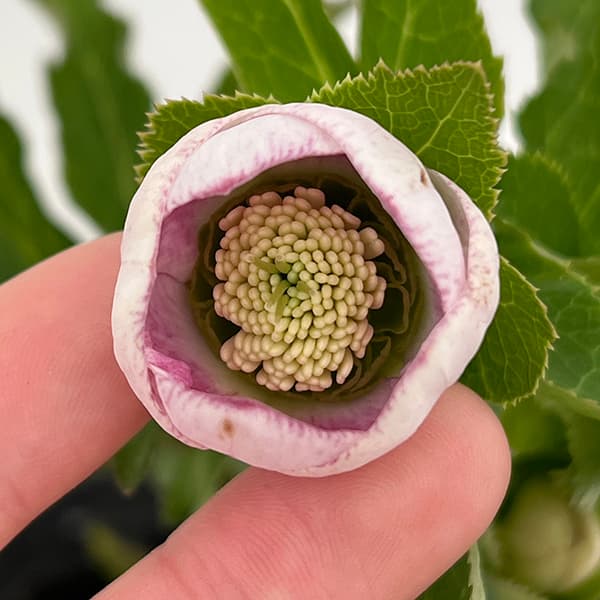 加藤農園】開花中 強香クリスマスローズ苗 多弁ホワイト KOSHIN MS-251