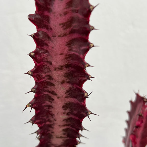 園芸ネット本店｜ユーフォルビア：トリゴナ 紅彩雲閣(ベニサイウンカク