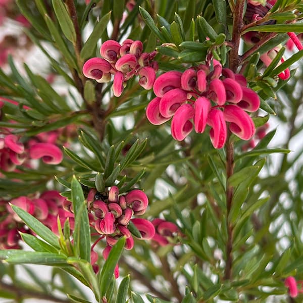 園芸ネット本店｜グレビレア：ジョンエバンス3.5号ポット の通販【公式】