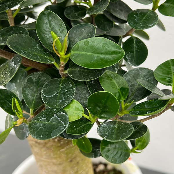 園芸ネット本店｜ガジュマル：パンダガジュマル 7号平鉢植え の通販