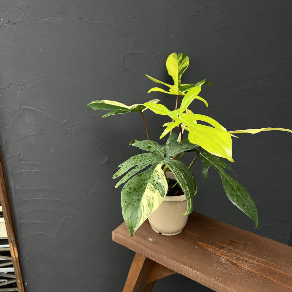 園芸ネット本店｜フィロデンドロン：フロリダビューティーバリエガータ