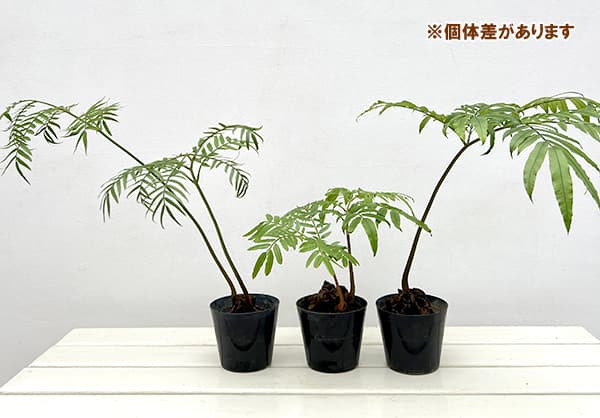 園芸ネット本店｜シダ：リュウビンタイ 3号ポット* の通販【公式】