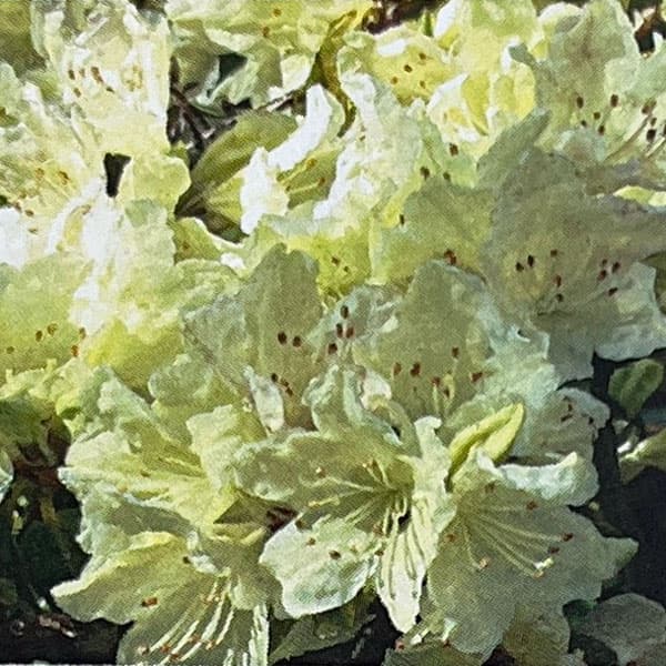 園芸ネット本店｜ツツジ：屋久島姫ハイヒカゲツツジ 3号ポット の通販