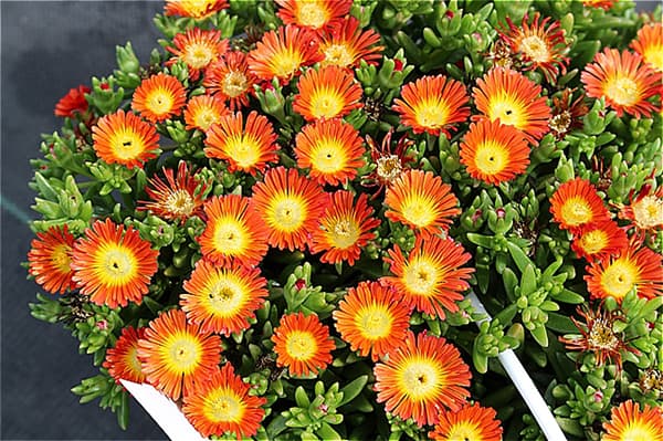 園芸ネット本店｜デロスペルマ（耐寒マツバギク）：サントロピック