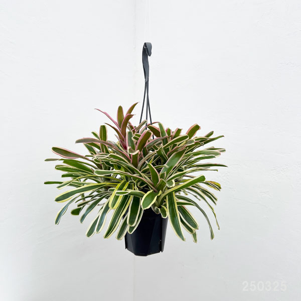 園芸ネット本店｜ネオレゲリア：ファイヤーボール 5号吊り鉢* の通販