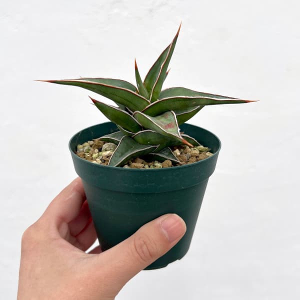 園芸ネット本店｜サンセベリア：ラブラノス23251 2.5号ポット の