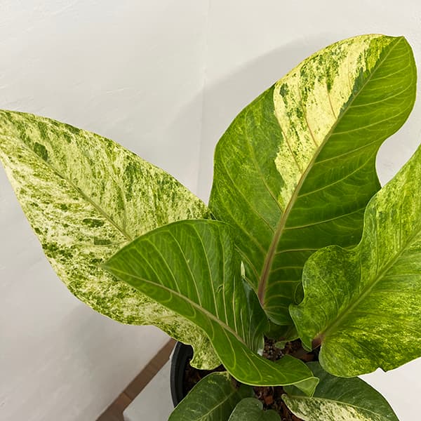 園芸ネット本店｜アンスリウム：ハイブリット（斑入り）8号25-01 の