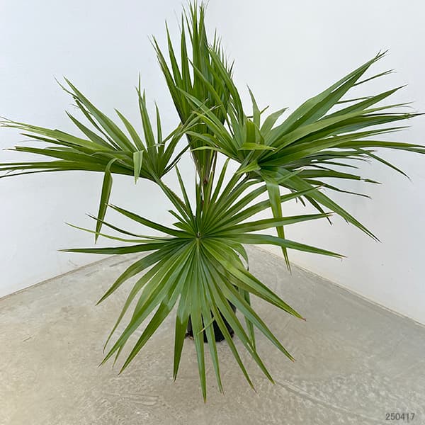 園芸ネット本店｜ヤシ：ビロウヤシ 6号鉢植え の通販【公式】