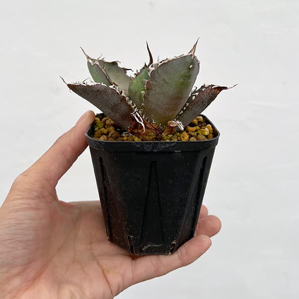 園芸ネット本店｜アガベ：チタノタ 白鯨 3号ポット* の通販【公式】