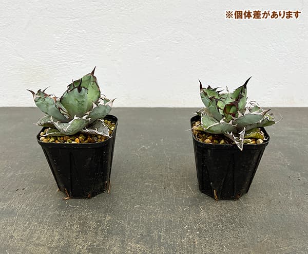 園芸ネット本店｜アガベ：チタノタ ブラックアンドブルー 3号ポット