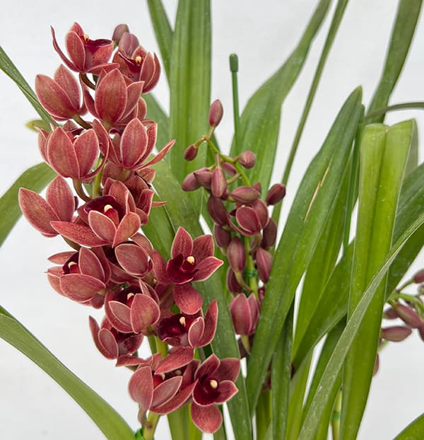 園芸ネット本店｜シンビジューム：フォアゴットンフルーツ花芽付き 4号