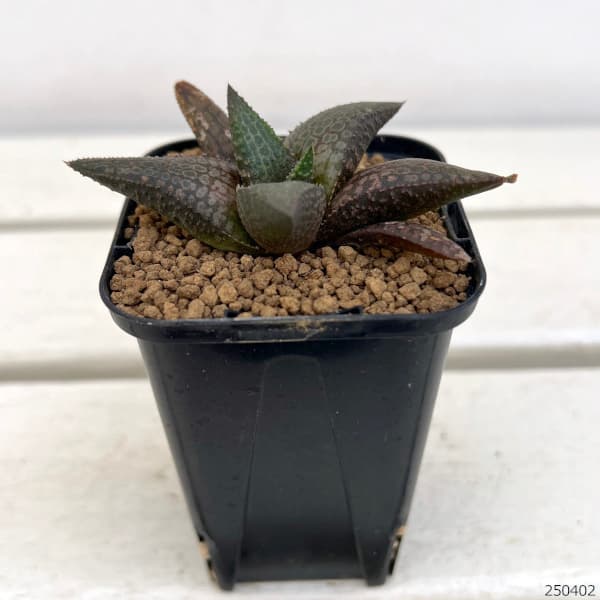 ハオルチア ノルチェリー他 原種ハオルチア3種セットその27 多肉植物