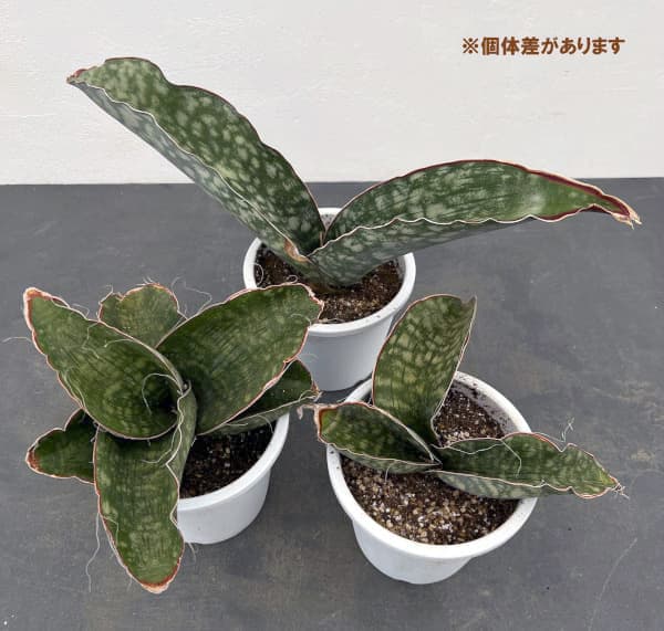 園芸ネット本店｜サンセベリア：ドラゴンウイング 5号鉢入り の通販