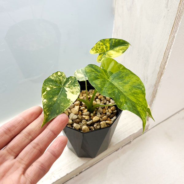 園芸ネット本店｜（わけあり特価）アロカシア：マクロリザ オーレア