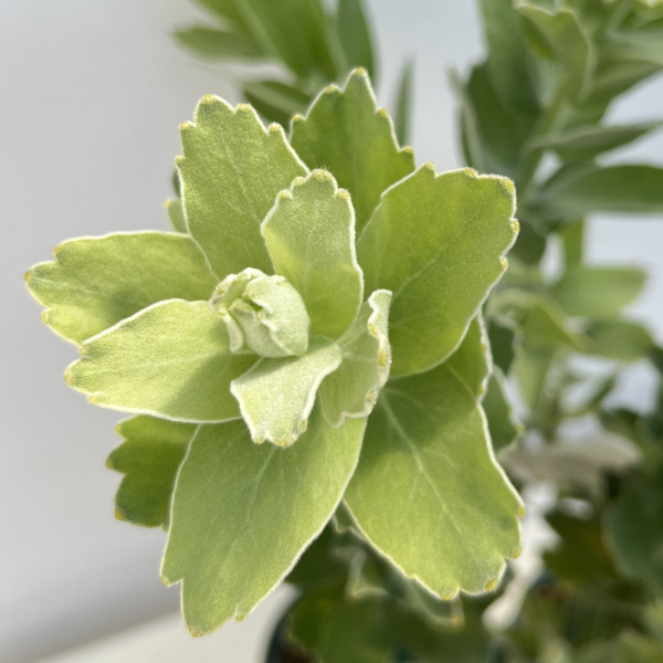 園芸ネット本店｜リューコスペルマム：ハイゴールド 4号鉢植え の通販