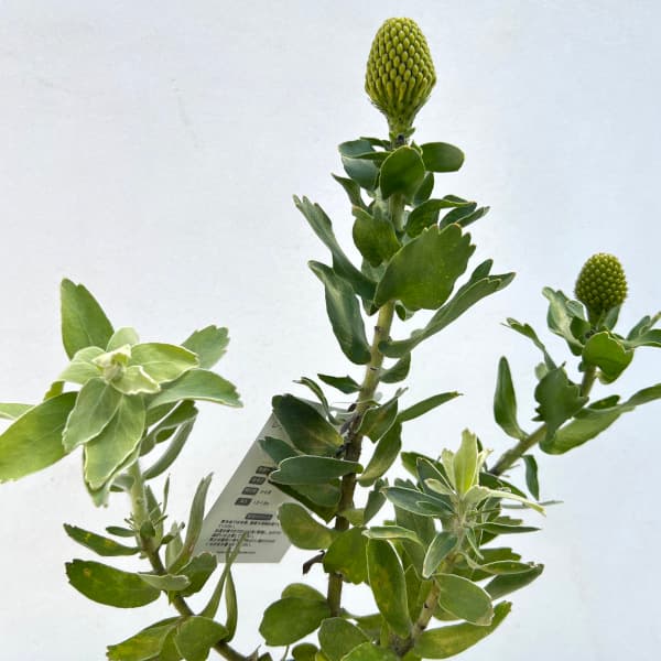 園芸ネット本店｜リューコスペルマム：ハイゴールド 4号鉢植え の通販