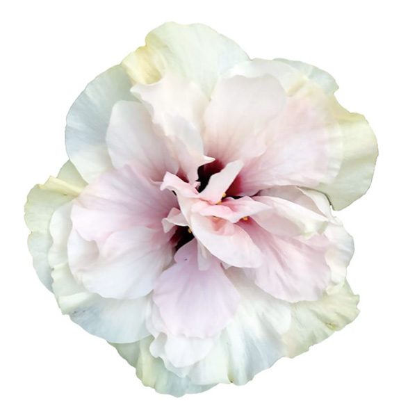 園芸ネット本店｜ハイビスカス（ニューロングライフ）：アドニスダブル