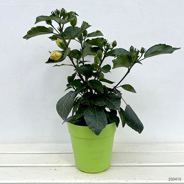 園芸ネット本店｜ハイビスカス（ニューロングライフ）：アドニスダブル