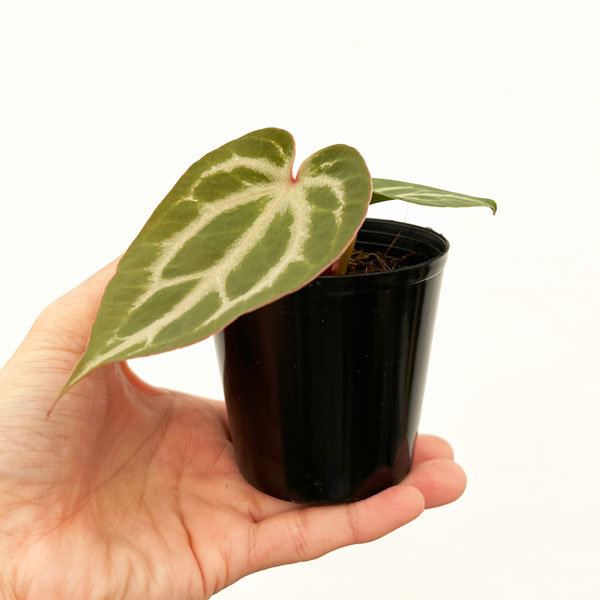 園芸ネット本店｜アンスリウム（原種）：レッドクリスタリナム×ピンク