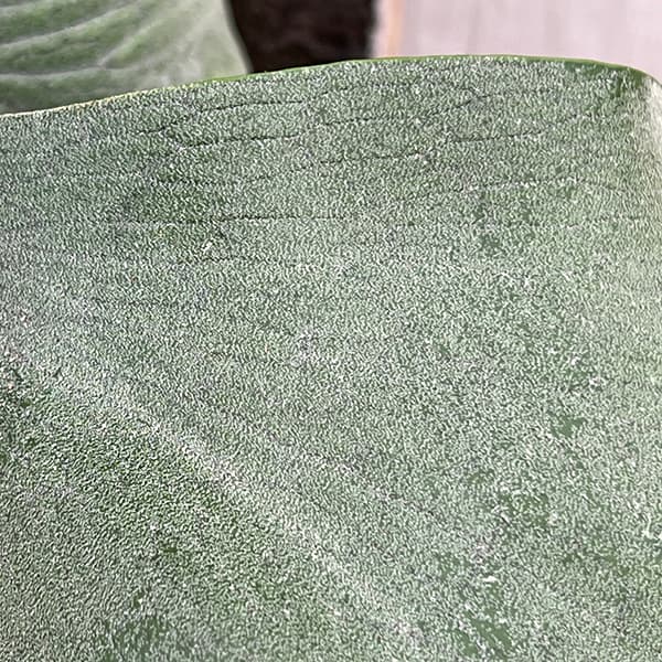 園芸ネット本店｜[ザ・ファームセレクト]ビカクシダ（コウモリラン