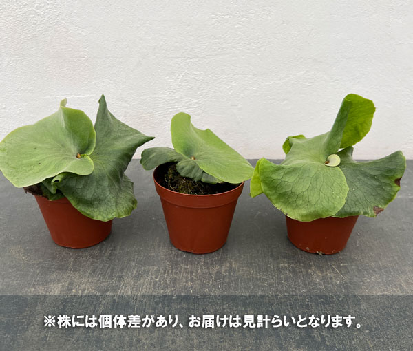 園芸ネット本店｜ビカクシダ（コウモリラン）：ワンダエ 3号ポット の