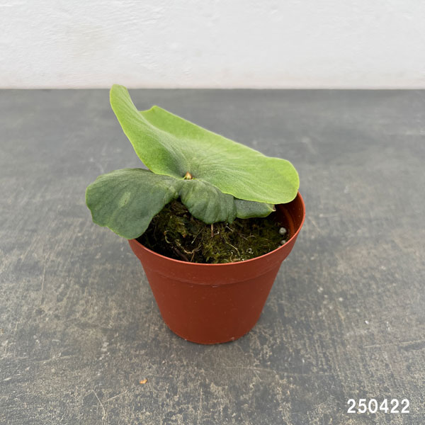 園芸ネット本店｜ビカクシダ（コウモリラン）：ワンダエ 3号ポット の