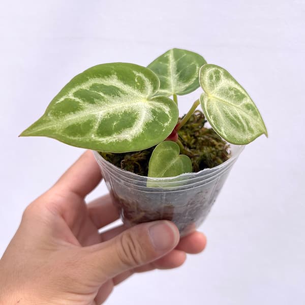 園芸ネット本店｜アンスリウム：シルバーブラッシュ 2.5号ポット の