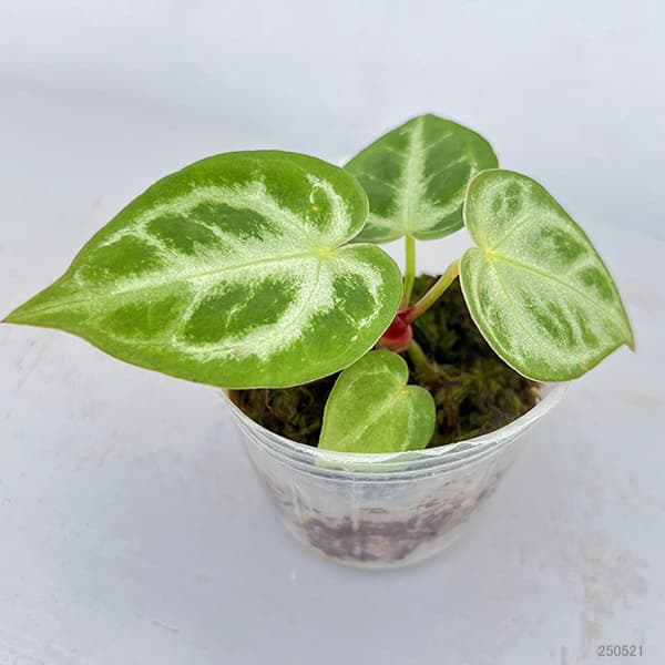 園芸ネット本店｜アンスリウム：シルバーブラッシュ 2.5号ポット の