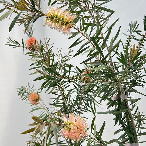 園芸ネット本店｜カリステモン(金宝樹・ブラシノキ)：ピンクシャンパン