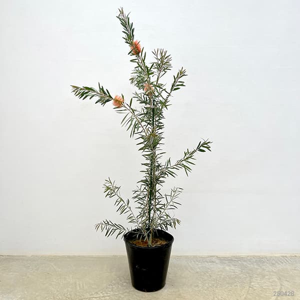 園芸ネット本店｜カリステモン(金宝樹・ブラシノキ)：ピンクシャンパン