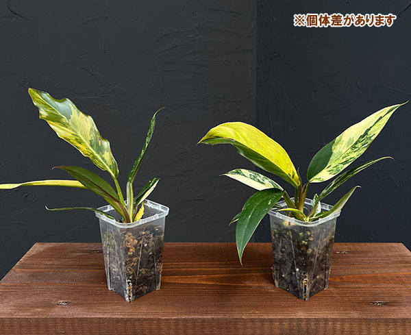 園芸ネット本店｜フィロデンドロン：キャラメルマーブル 斑入り 2.5号