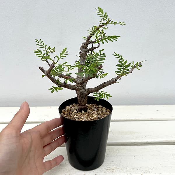 園芸ネット本店｜センナ：メリディオナリス 3号25-01 の通販【公式】