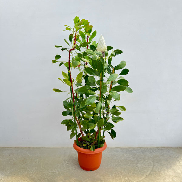 園芸ネット本店｜[ザ・ファームセレクト]プロテア：キングホワイト 10