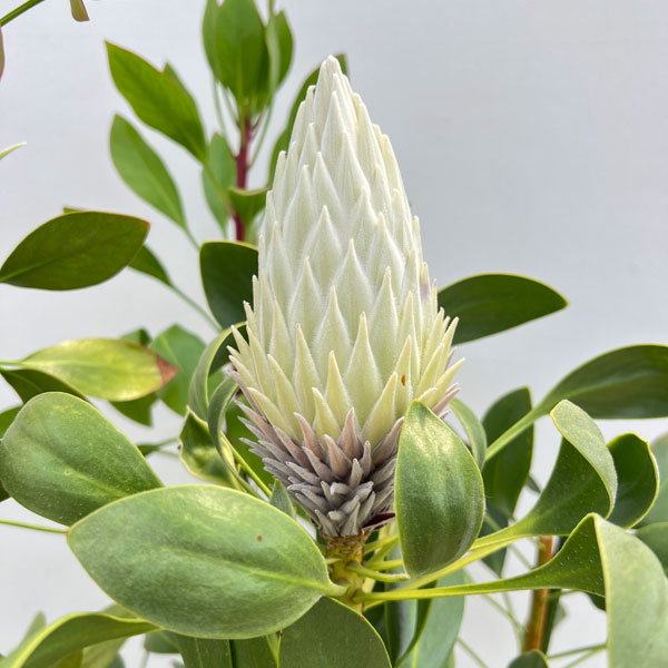 園芸ネット本店｜[ザ・ファームセレクト]プロテア：キングホワイト 10