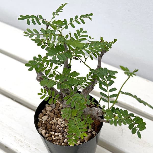 園芸ネット本店｜センナ：メリディオナリス 3号25-03 の通販【公式】