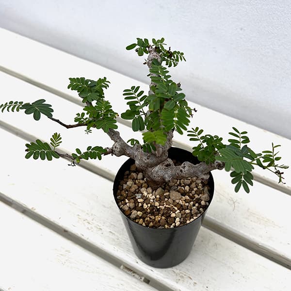 園芸ネット本店｜センナ：メリディオナリス 3号25-02 の通販【公式】