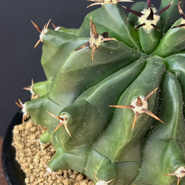 園芸ネット本店｜[ザ・ファームセレクト]フェロカクタス：短刺巨鷲玉