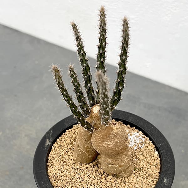 園芸ネット本店｜[ザ・ファームセレクト]プテロカクタス：ツベローサス