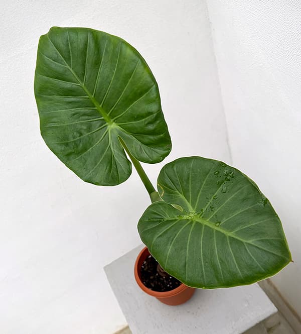 園芸ネット本店｜クワズイモ 3号ポット の通販【公式】