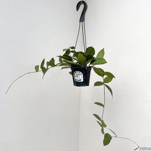 園芸ネット本店｜ホヤ：カリストフィラ 4号吊り鉢** の通販【公式】