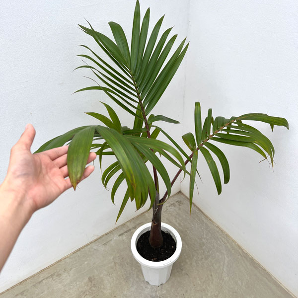 園芸ネット本店｜トックリヤシ 7号鉢植え の通販【公式】