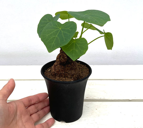 園芸ネット本店｜ステファニア：スベローサ 3号ポット の通販【公式】